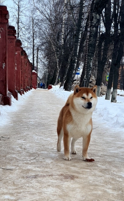 picture of dog