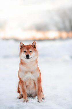 picture of dog