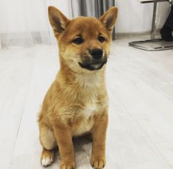 picture of dog