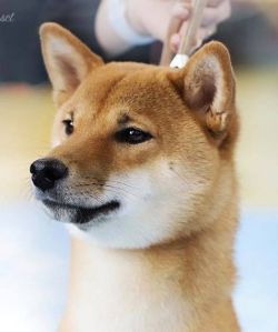 picture of dog