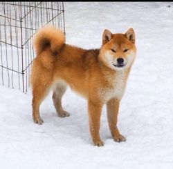 picture of dog