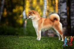 picture of dog