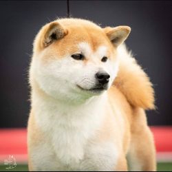 picture of dog