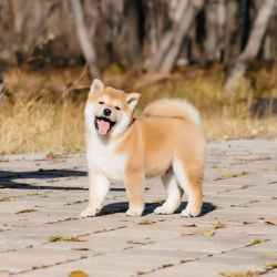 picture of dog
