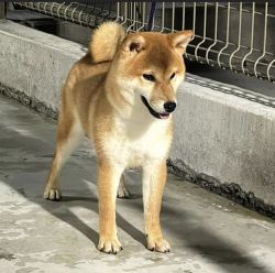 picture of dog