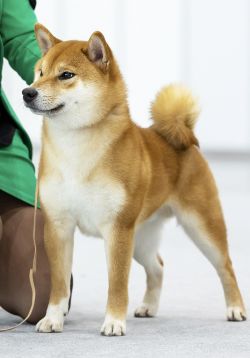 picture of dog