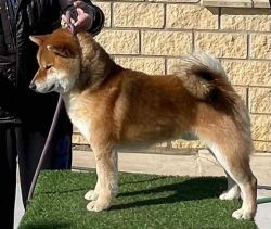 picture of dog