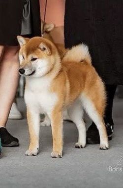 picture of dog