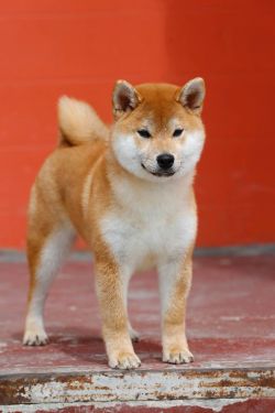 picture of dog
