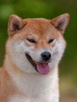 picture of dog