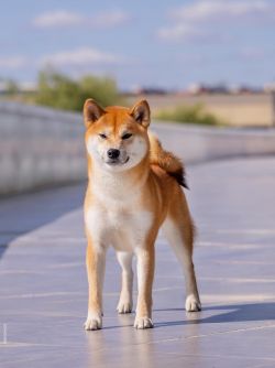 picture of dog
