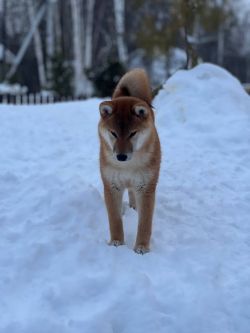 picture of dog