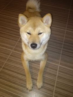 picture of dog