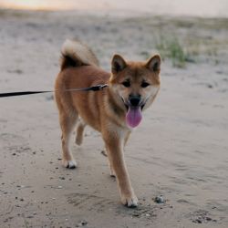 picture of dog