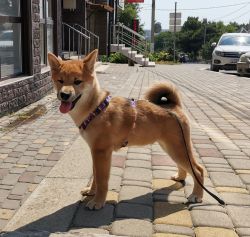 picture of dog