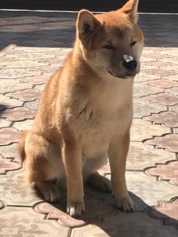 picture of dog