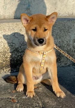 picture of dog