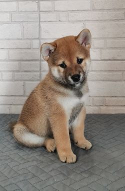 picture of dog