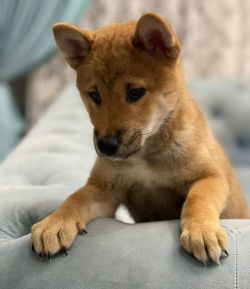 picture of dog