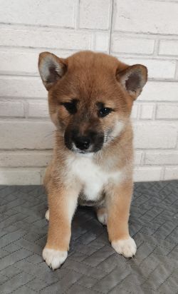 picture of dog