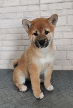 picture of dog