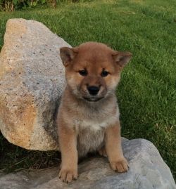 picture of dog