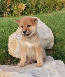 picture of dog