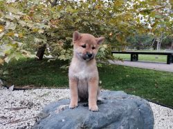 picture of dog