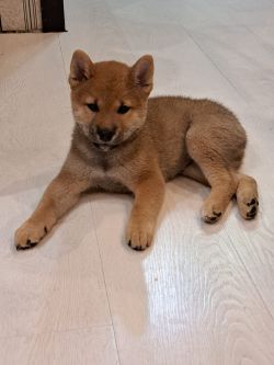 picture of dog