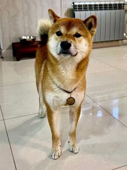 picture of dog