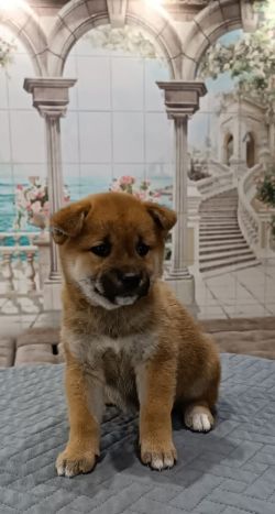 picture of dog