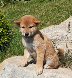 picture of dog
