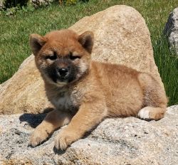 picture of dog