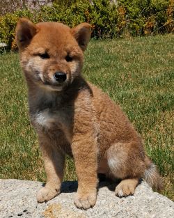 picture of dog