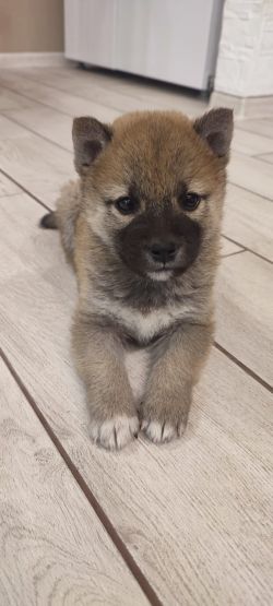 picture of dog