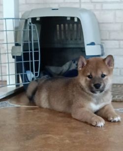 picture of dog