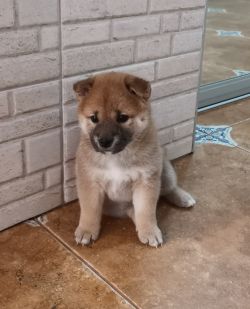 picture of dog