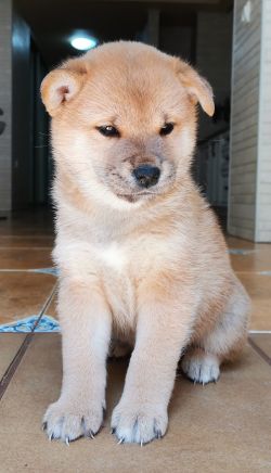 picture of dog