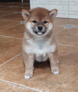 picture of dog