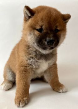 picture of dog