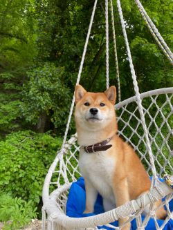 picture of dog