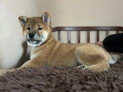 picture of dog
