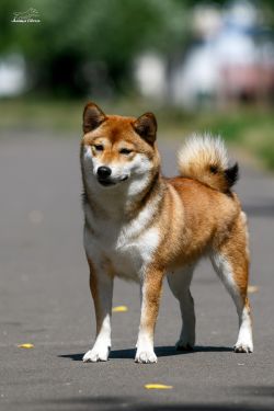 picture of dog