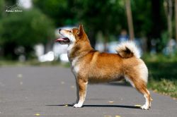 picture of dog