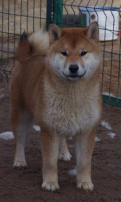 picture of dog