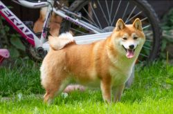picture of dog
