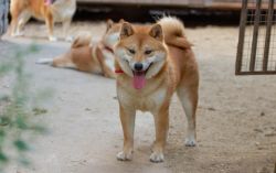 picture of dog