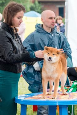 picture of dog