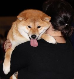 picture of dog