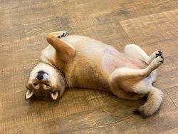 picture of dog